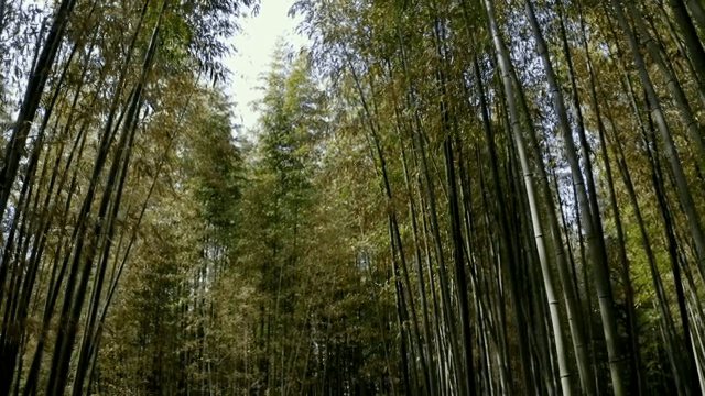 키 큰 대나무가 있는 고요한 숲