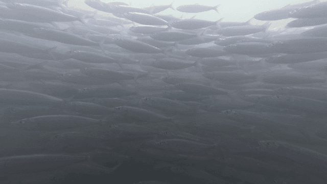 Shoal of fish swimming underwater