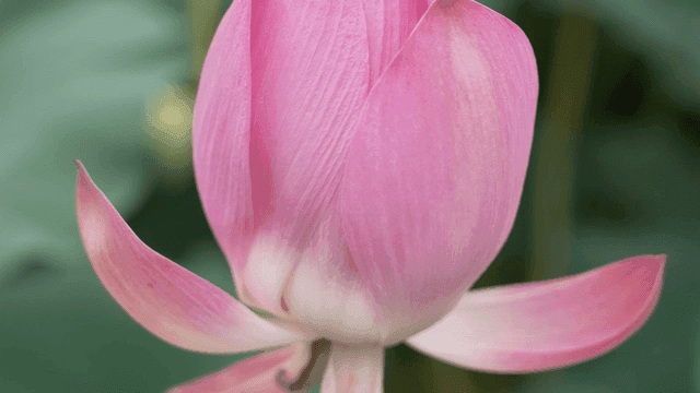 Pink lotus blooming with unfolding petals