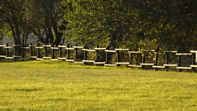 Deer grazing near a wooden fence