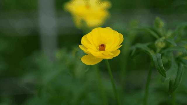 Fully bloomed yellow flowers