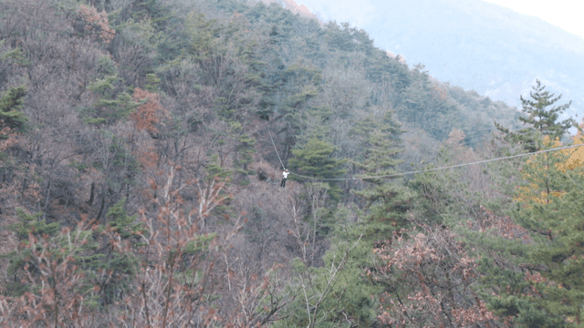 Person ziplining through a forest