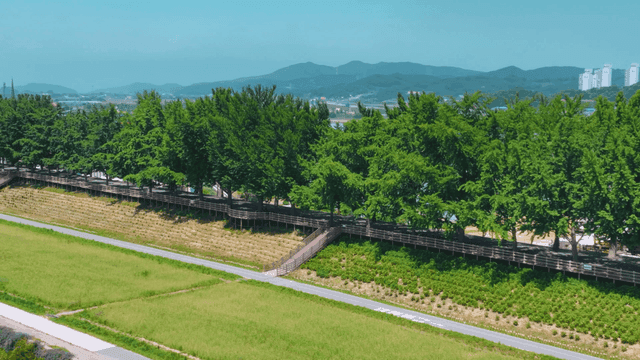 Scenic walking path among green trees