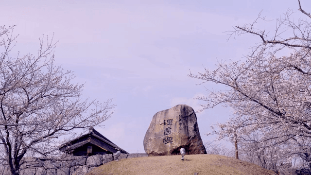 벚꽃이 만개한 공원과 돌비석