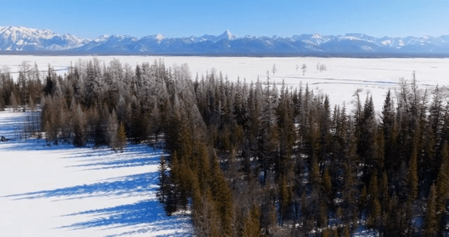 Snow-covered forest with distant mountains