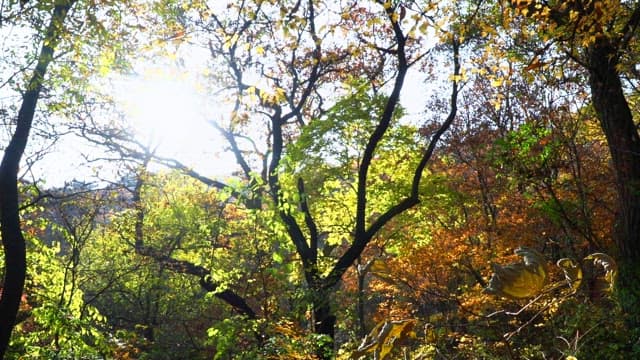 Bright autumn forest with sunlight filtering through the leaves