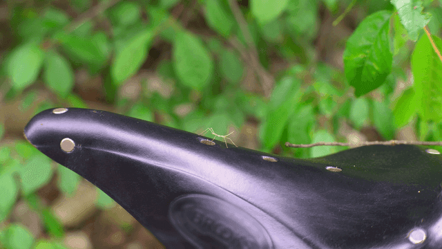 자전거 안장 위의 대벌레