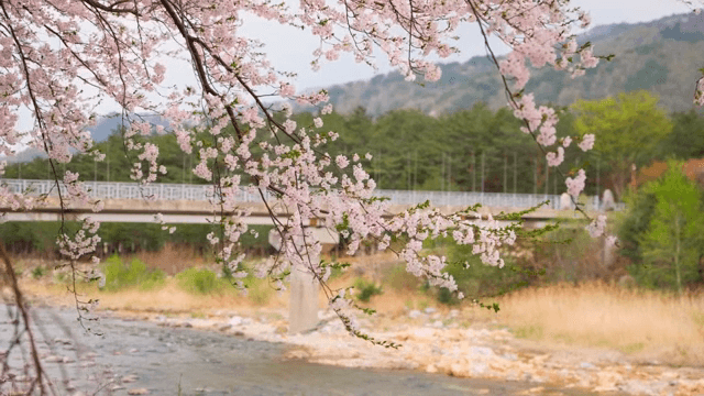 강가 다리 옆 벚꽃