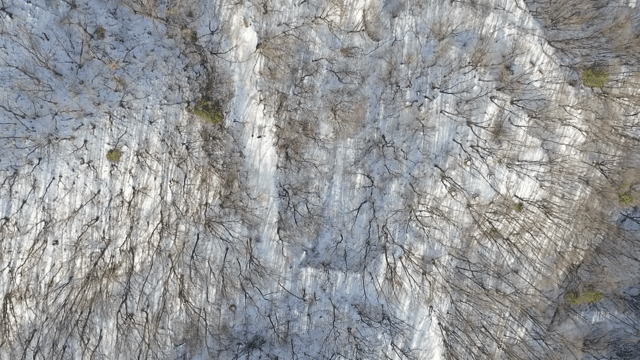 눈 덮인 나무가 있는 숲