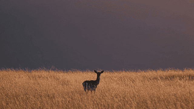 Deer standing in golden field