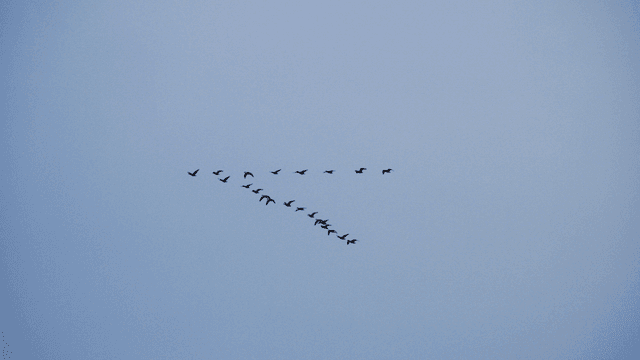 Flock of birds flying in formation across the vast sky