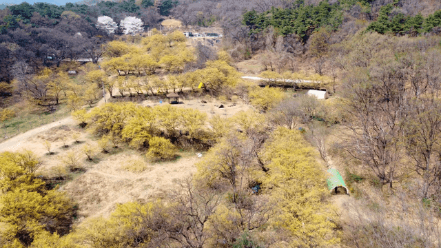 노란 산수유 꽃이 핀 숲의 경치
