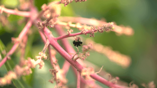 Bee on pink flowering plant branch