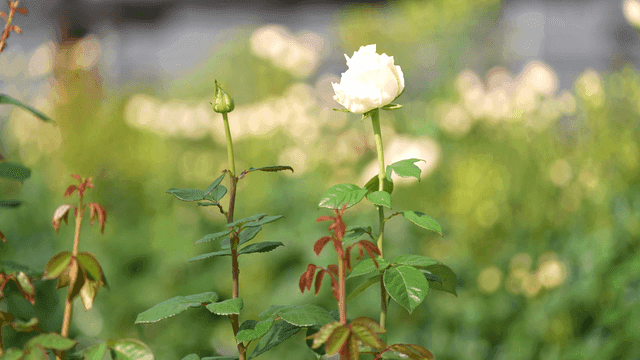White roses blooming in garden