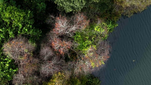 Forest by a calm lake