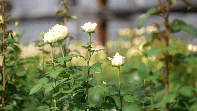 White roses blooming in a garden