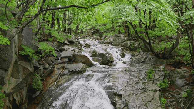짙은 숲속을 따라 흐르는 평온한 폭포