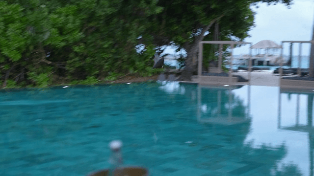 해변 근처 수영장 위를 나는 새