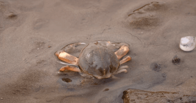 진흙 해안에서 움직이는 게