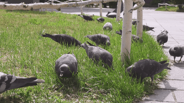 Pigeons pecking at grass in a park