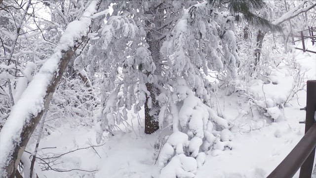 눈 덮인 고요한 숲