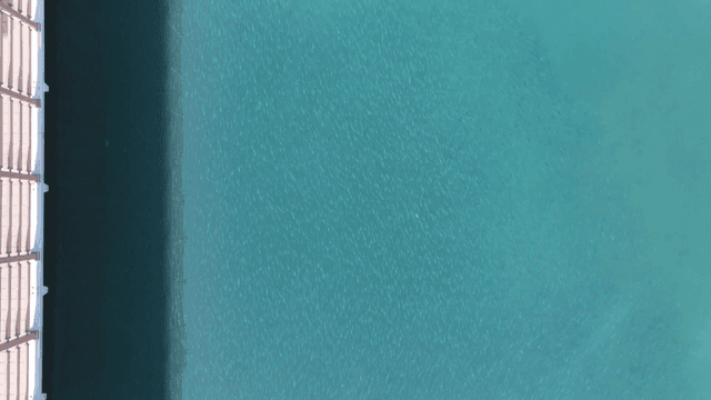 Fish fill river next to walking path