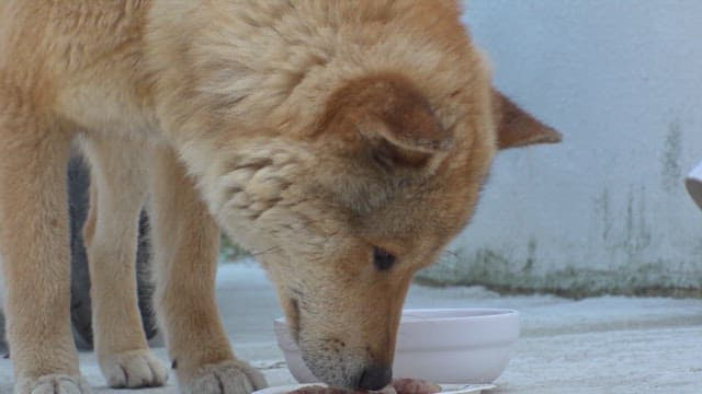 Brown dog eating meat from a bowl with relish