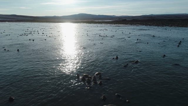 Walruses Clustering on a Rocky Shoreline