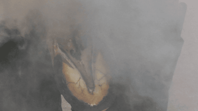 Hot steam and horseshoes stuck in horse's hoof