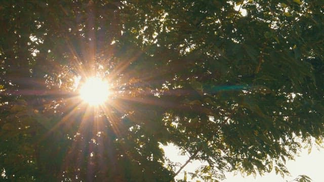 나뭇잎 사이로 비치는 햇살