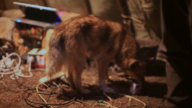 Dog Feeding on Wet Food Indoors