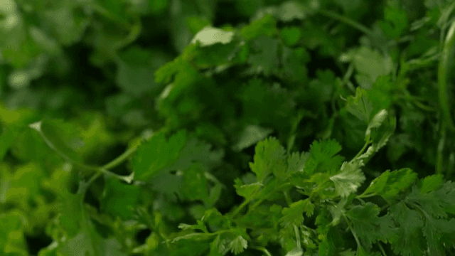 신선한 고수 잎 다발