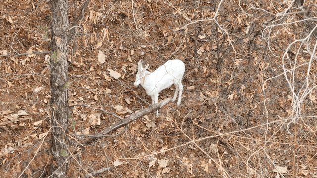 White deer standing in forest