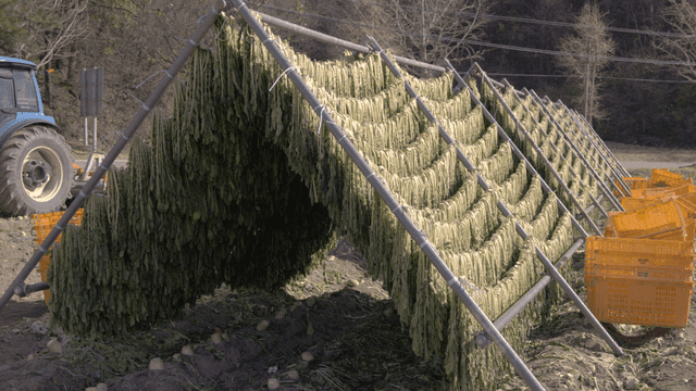 Dried radish greens drying in field and on tractor