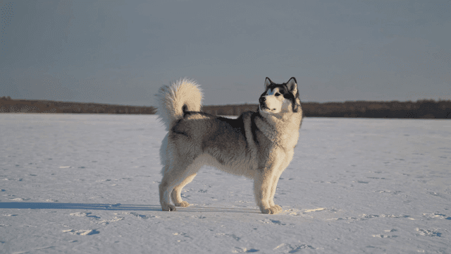 Husky standing in snow-covered field