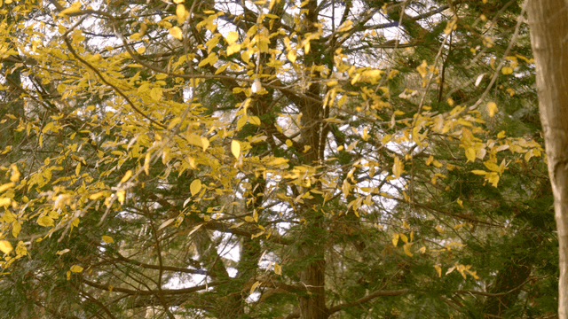 Yellow maple leaves on trees in forest
