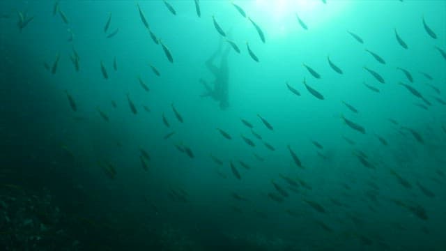 Female diver collecting seafood from the sea