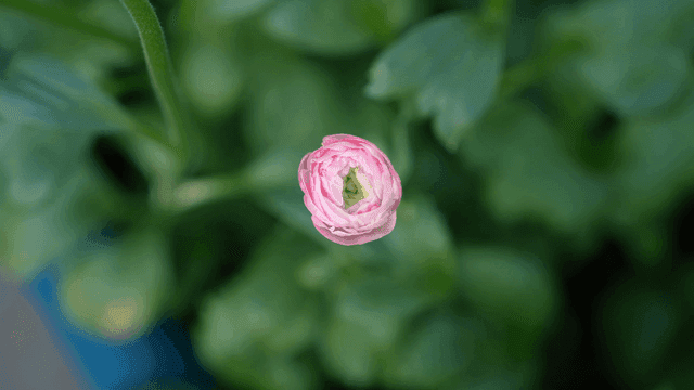 Pale pink flower buds in green garden