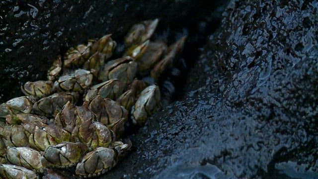 Common stalked barnacle stuck to wet rocks on the shore