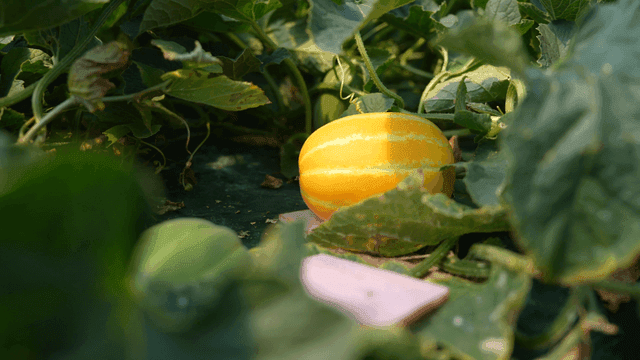 Yellow Korean melons ripe between green leaves