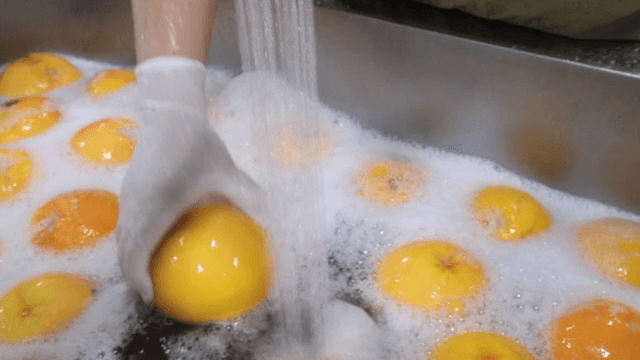 흐르는 물에 자몽을 씻는 장면