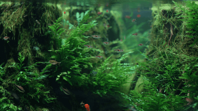 Colorful small fish swimming among lush aquatic plants