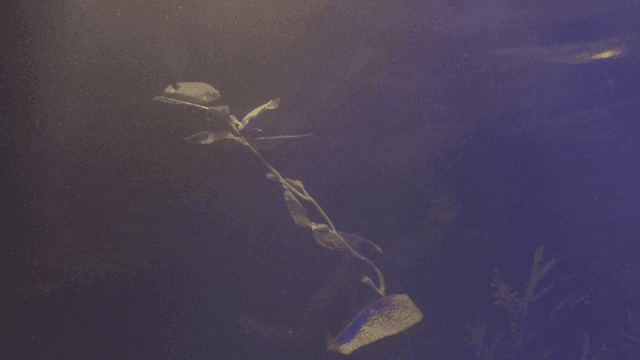 Fish swimming around seaweed in an aquarium