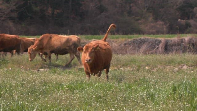 푸른 초원에서 달리는 소들