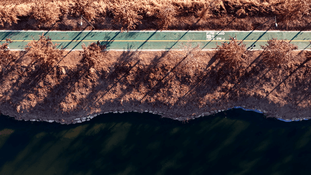 People running on tree-lined path