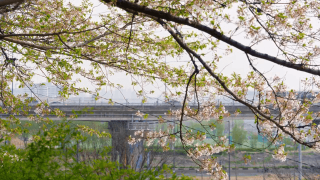 Cherry blossoms near a city bridge