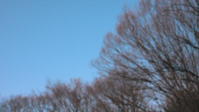 하늘로 뻗은 겨울의 황량하고 벌거벗은 나뭇가지