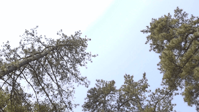 Tall pine trees reaching towards the sky