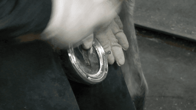 A person fitting a horseshoe on a hoof