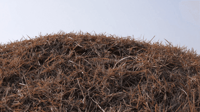 Hills covered with dry grass